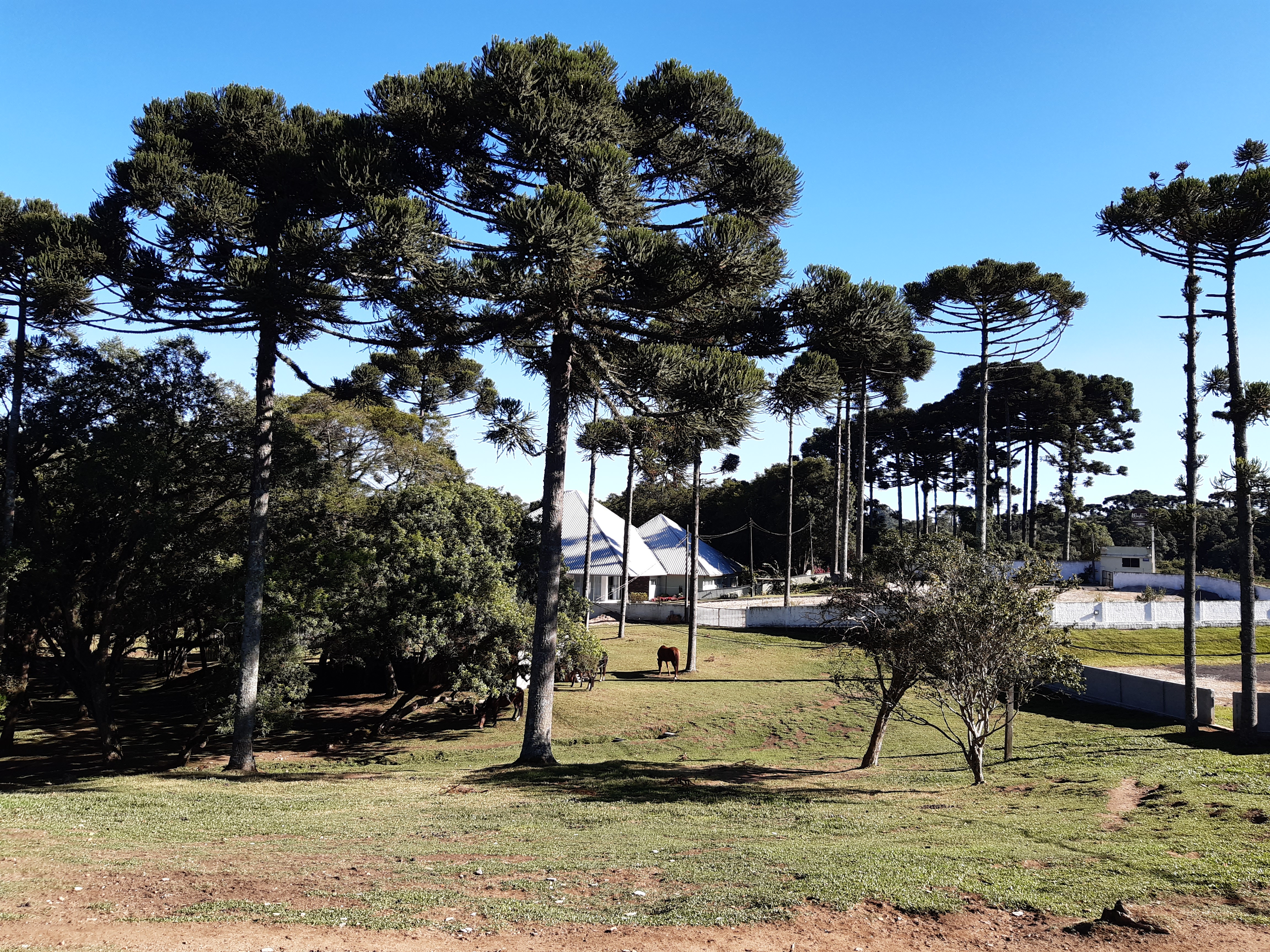 Espaco Wacheski - Bosque de Araucarias