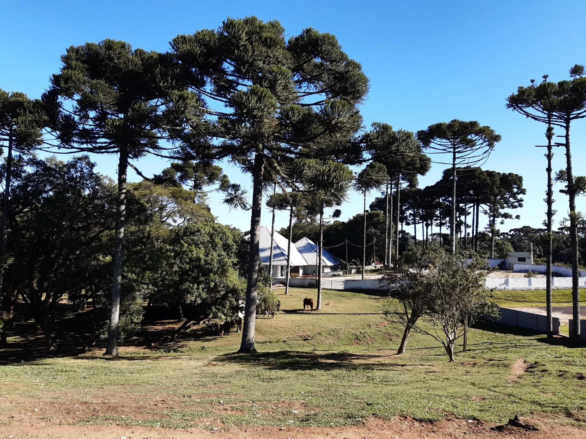 Espaço Wacheski - Bosque de Araucárias